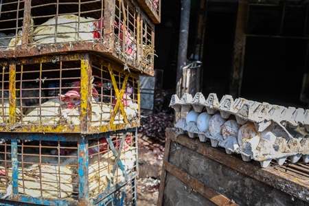 Carton of eggs with blood and dirt next to crates of Indian chickens at Ghazipur murga mandi, Ghazipur, Delhi, India, 2022