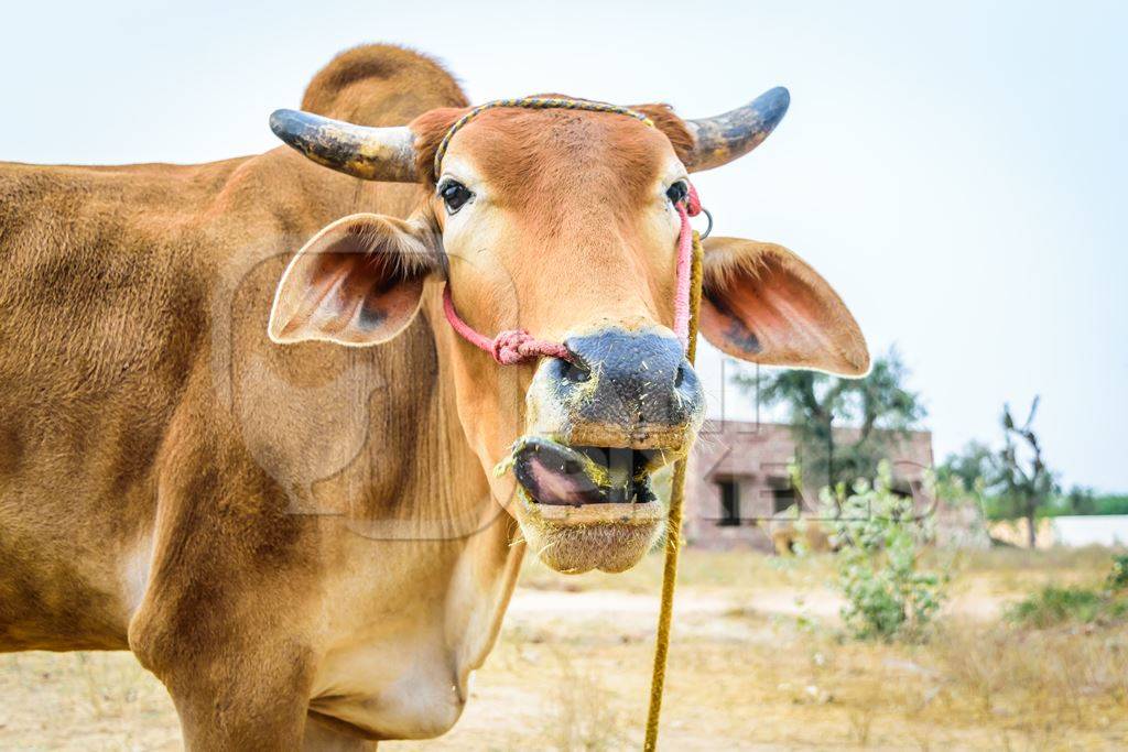 Brown bull looking at the camera with open mouth and nose rope