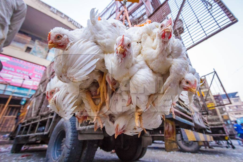 Broiler chickens hanging upside down being unloaded from transport ...
