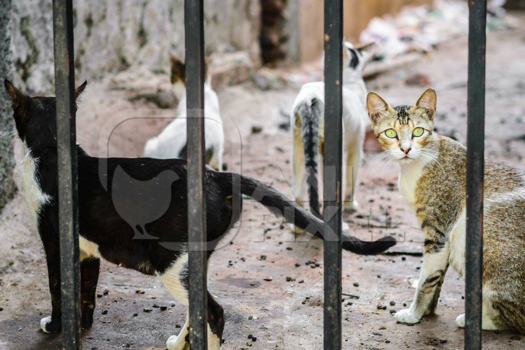 Street cats on street in Mumbai