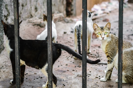 Street cats on street in Mumbai