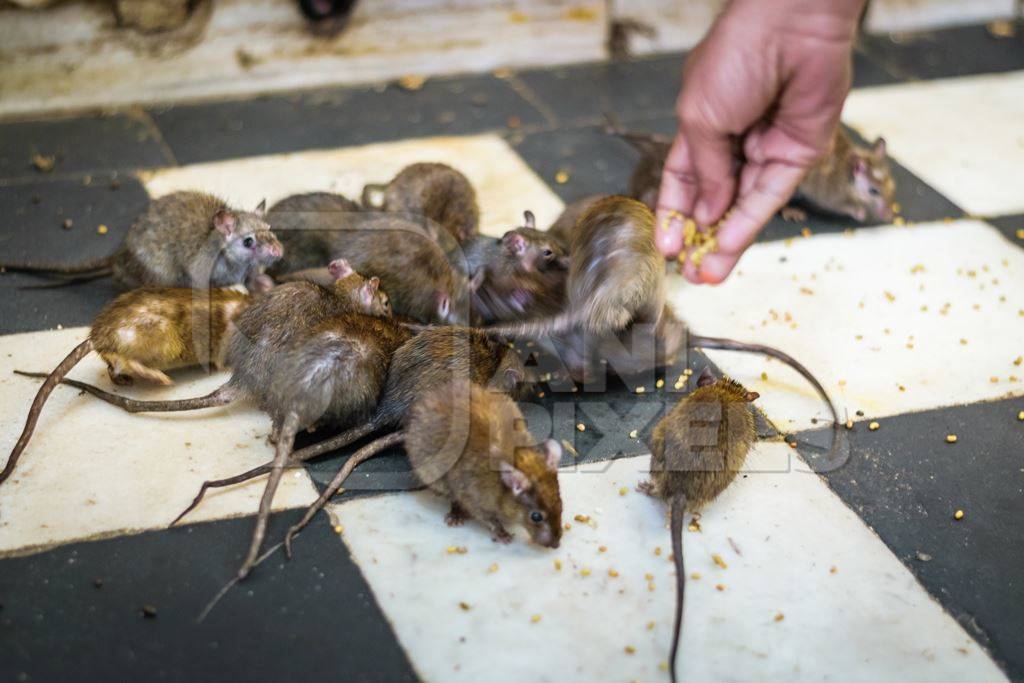 Man feeding urban rats at the Karni mata holy rat temple