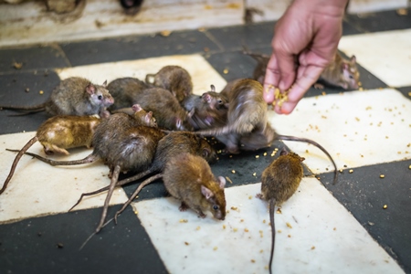 Man feeding urban rats at the Karni mata holy rat temple