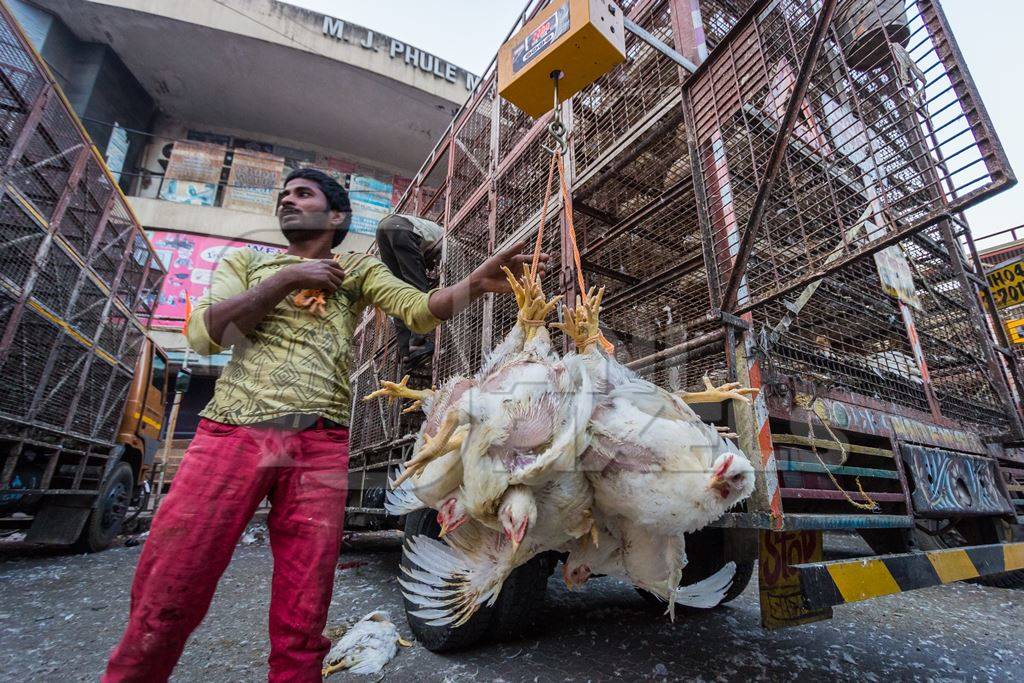 Broiler chickens raised for meat being unloaded from transport trucks near Crawford meat market