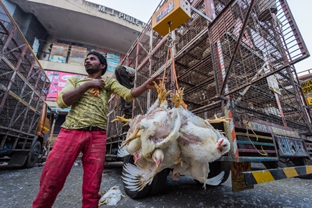 Broiler chickens raised for meat being unloaded from transport trucks near Crawford meat market