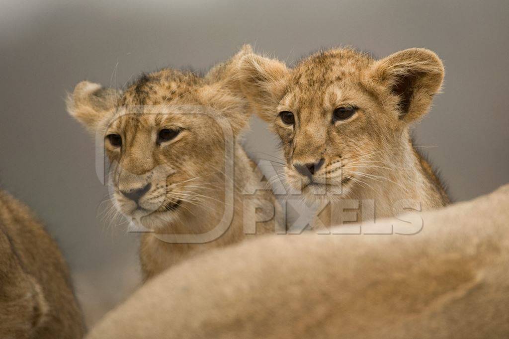 Asiatic lion cubs in Gir National Park
