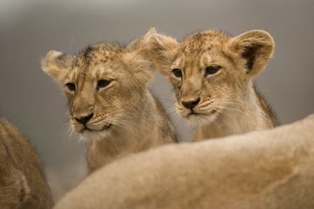 Asiatic lion cubs in Gir National Park