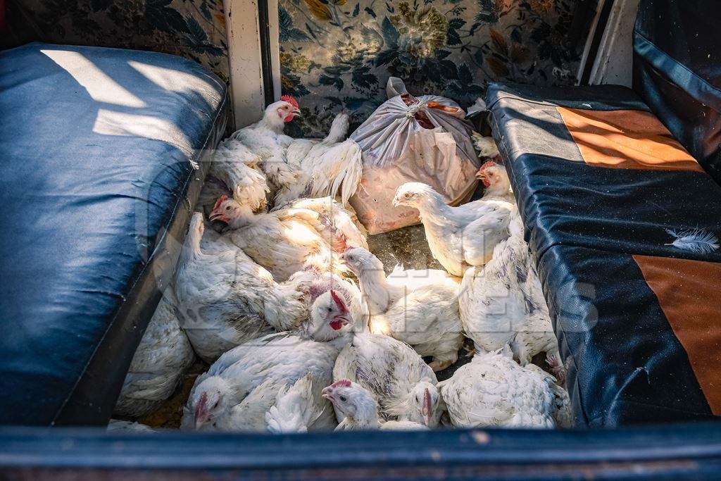 Indian broiler chickens on the bottom of a van after having been bought at Ghazipur murga mandi, Ghazipur, Delhi, India, 2022