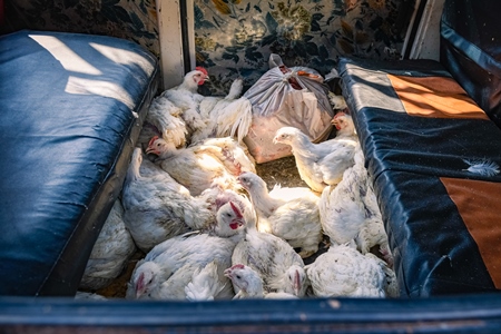 Indian broiler chickens on the bottom of a van after having been bought at Ghazipur murga mandi, Ghazipur, Delhi, India, 2022
