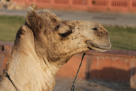 Close up of head of camel