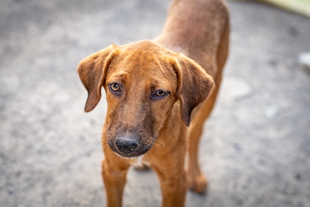 Stray Indian street dog puppy or Indian pariah dog puppy on street, Maharashtra, India, 2021