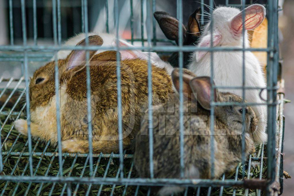 Rabbits in cage on sale at Crawford pet market