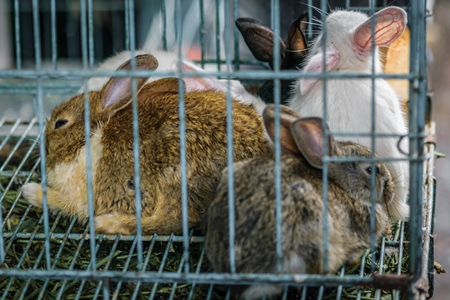 Rabbits in cage on sale at Crawford pet market