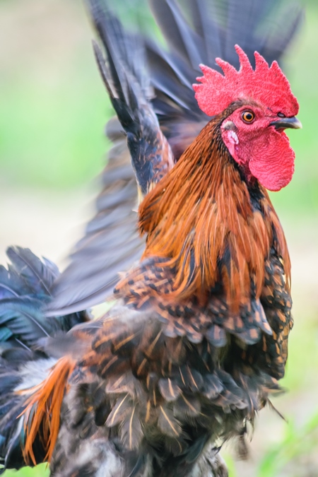 Cockerel flapping wings in a field with green background