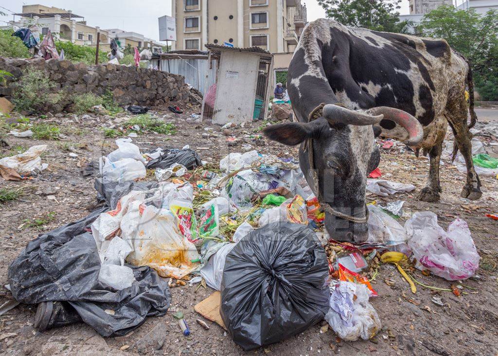 Dairy cow eating from a large pile of garbage in the street in a city