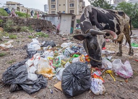 Dairy cow eating from a large pile of garbage in the street in a city