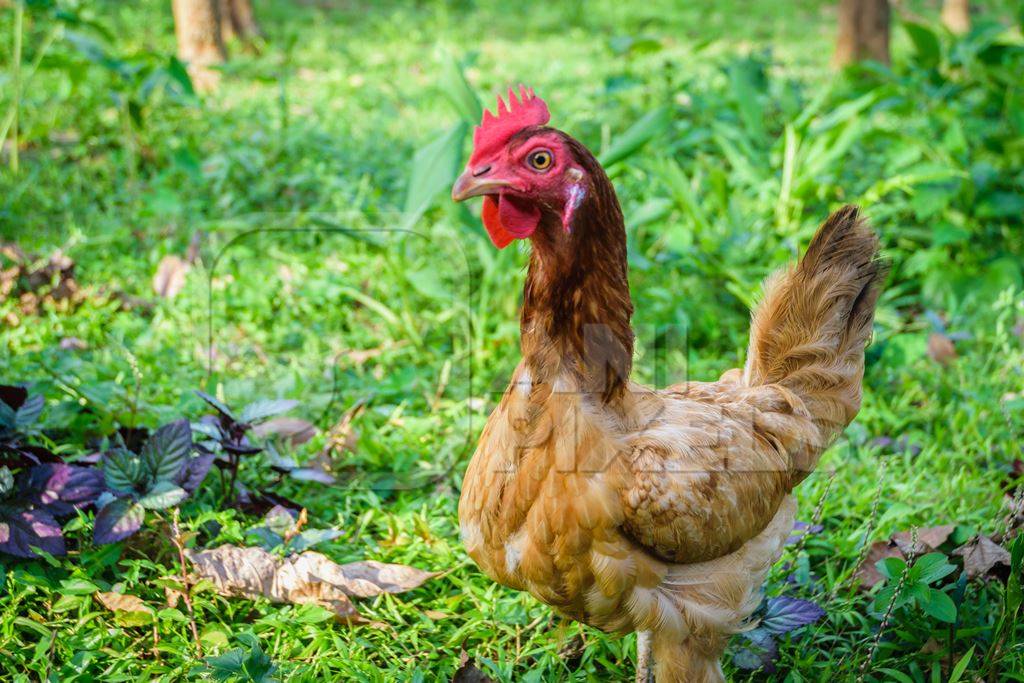 Brown chicken with green grass background