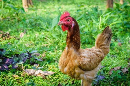 Brown chicken with green grass background