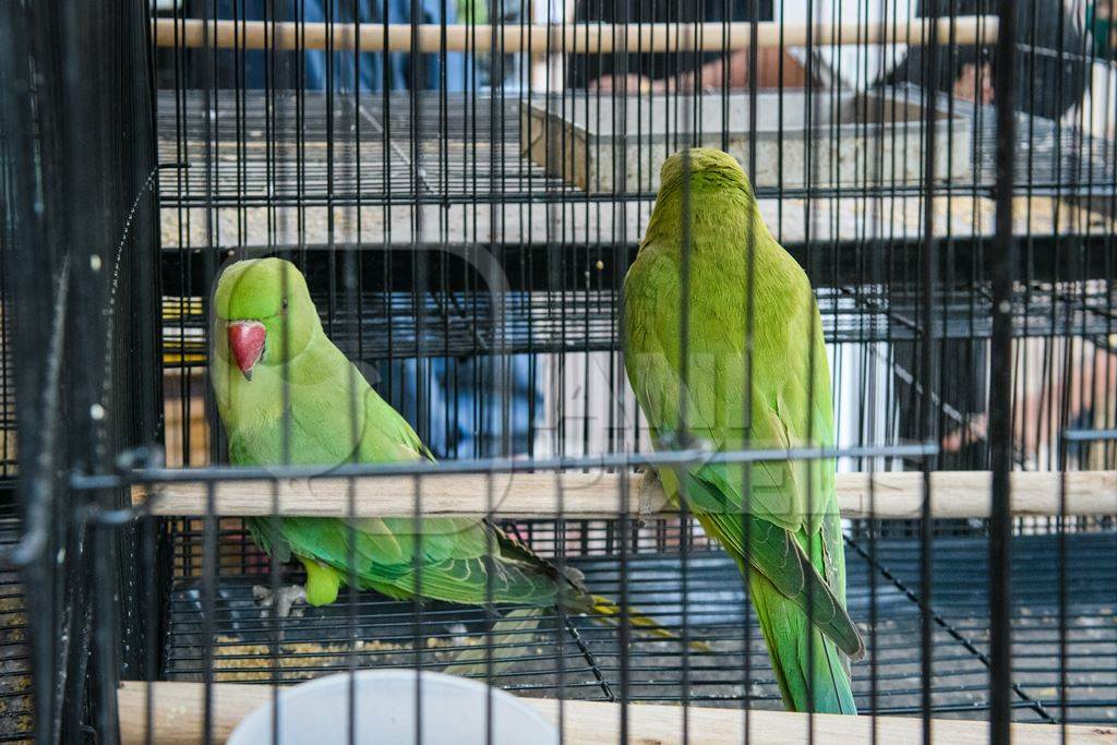 Indian parakeets in cages on sale illegally as pets at Kabootar market in Delhi, India, 2022, in contravention of the Wildlife Protection Act, 1972