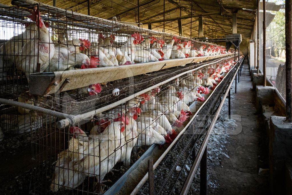 Indian chickens or layer hens in battery cages on an egg farm on the outskirts of Ajmer, Rajasthan, India, 2022