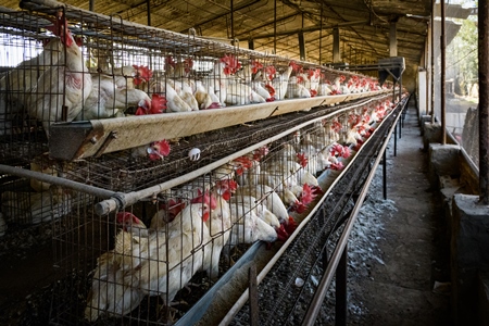 Indian chickens or layer hens in battery cages on an egg farm on the outskirts of Ajmer, Rajasthan, India, 2022