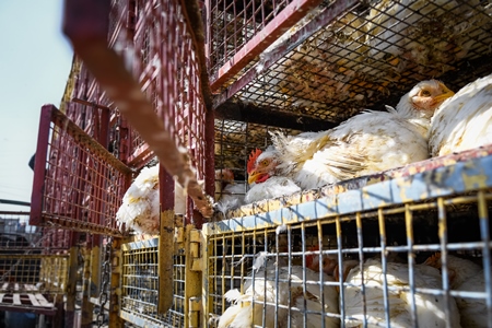 Indian broiler chickens looking out from a truck and waiting to be unloaded at Ghazipur murga mandi, Ghazipur, Delhi, India, 2022