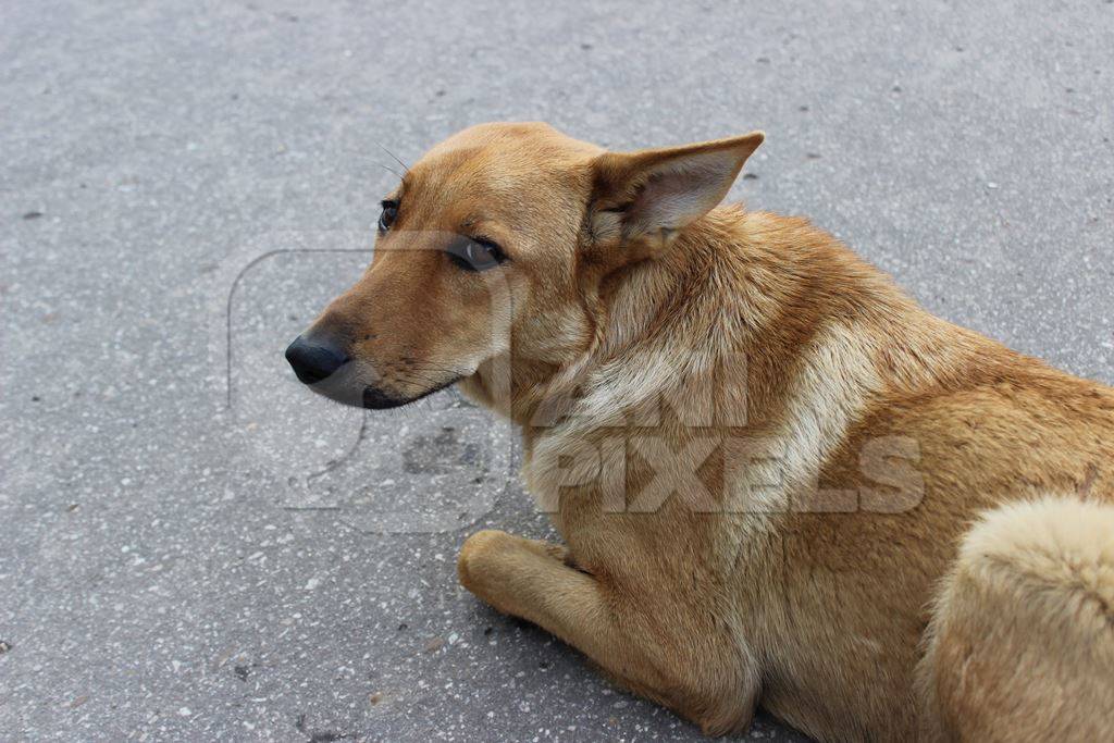 Brown street dog lying on ground