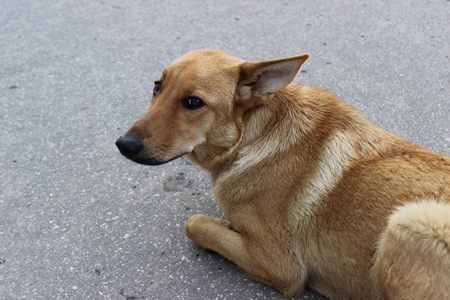 Brown street dog lying on ground