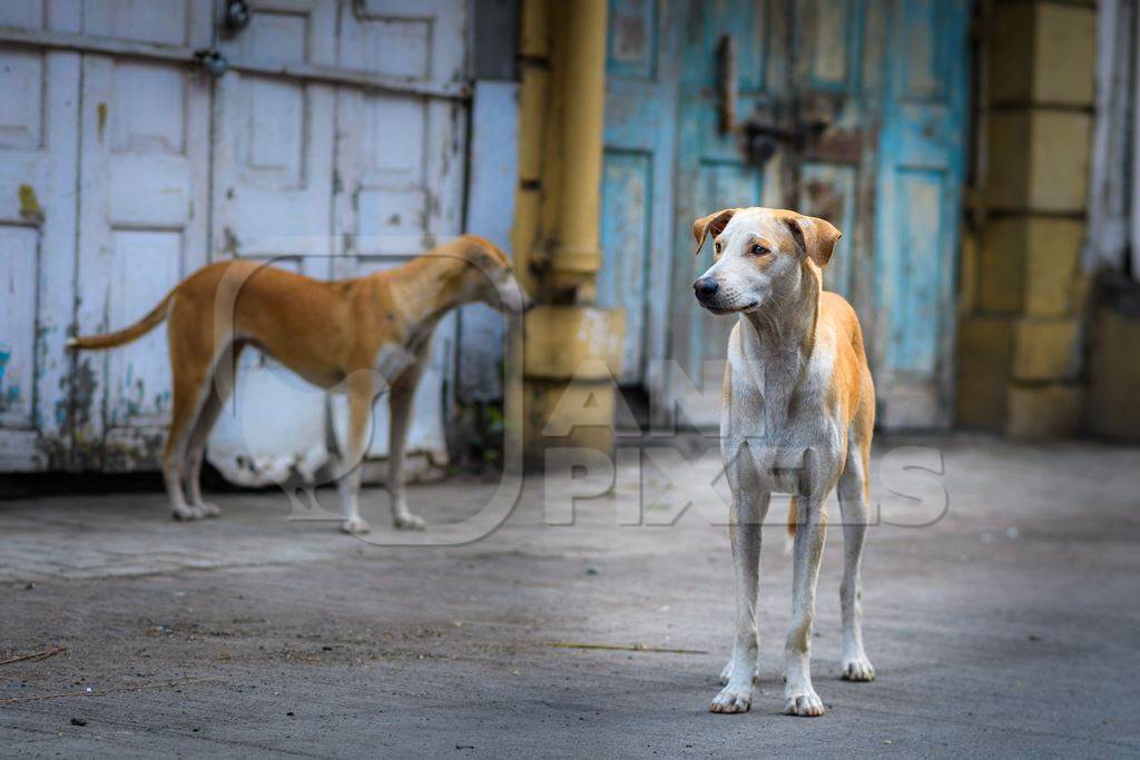 Indian stray or street pariah dogs on road with blue and yellow background in urban city of Pune, Maharashtra, India, 2021