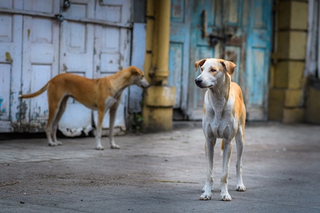 Indian stray or street pariah dogs on road with blue and yellow background in urban city of Pune, Maharashtra, India, 2021