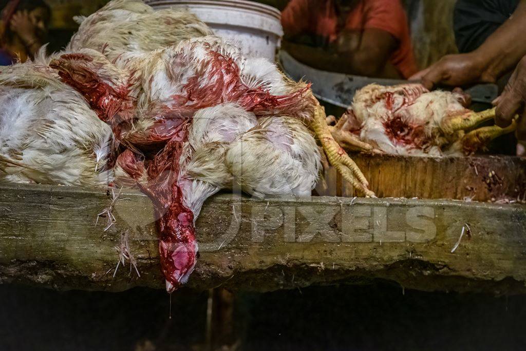 Dead chickens with their throats cut at the chicken meat market inside New Market, Kolkata, India, 2022