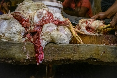Dead chickens with their throats cut at the chicken meat market inside New Market, Kolkata, India, 2022