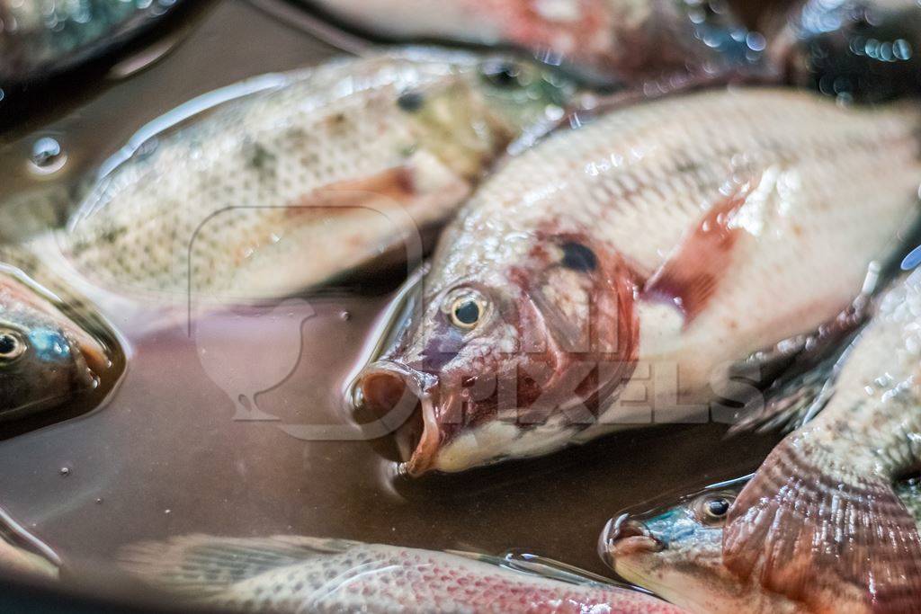 Alive fish on sale gasping in distress at the Mothers