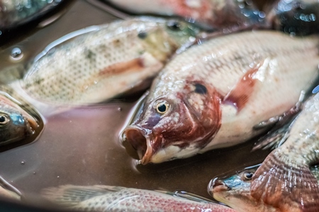 Alive fish on sale gasping in distress at the Mothers