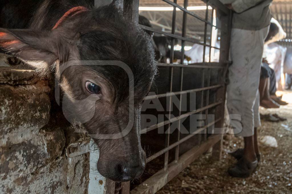 Small buffalo calf kept away from mother and tied up in a very dark and dirty buffalo shed at an urban dairy in a city in Maharashtra