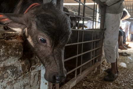 Small buffalo calf kept away from mother and tied up in a very dark and dirty buffalo shed at an urban dairy in a city in Maharashtra