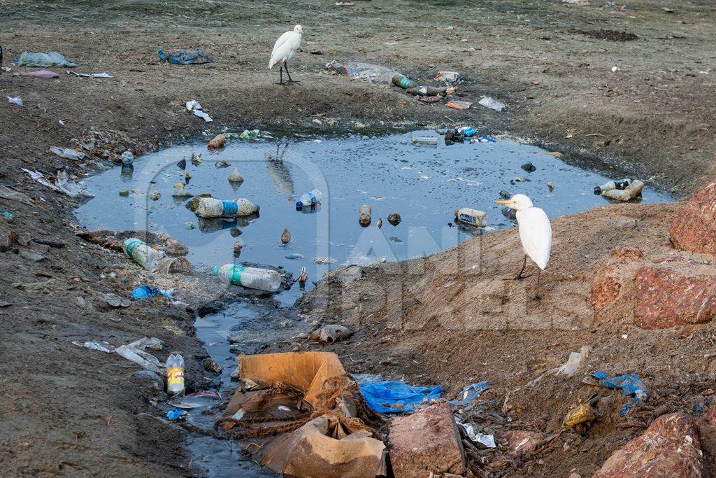 Polluted water with egrets and plastic garbage pollution at Malvan beach, Malvan, Maharashtra, India, 2022