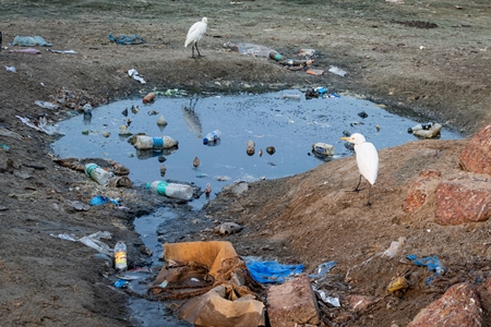 Polluted water with egrets and plastic garbage pollution at Malvan beach, Malvan, Maharashtra, India, 2022