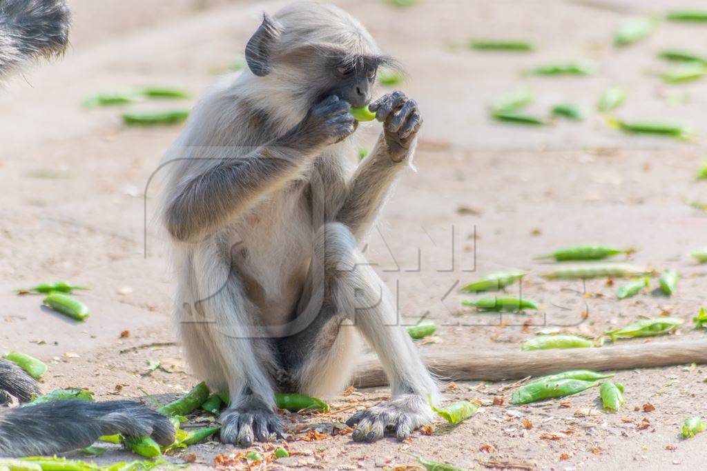 Indian gray or hanuman langur monkey eating in Mandore Gardens in the city of Jodhpur in Rajasthan in India