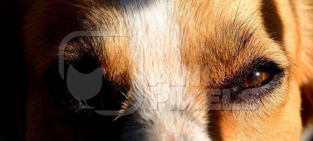 Close up of eyes and face of brown dog in sunlight