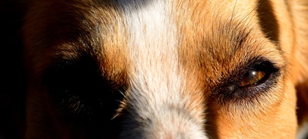 Close up of eyes and face of brown dog in sunlight