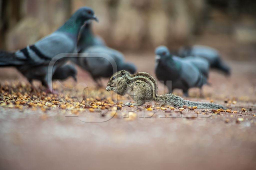 Squirrels and pigeons eat together  in Jaipur, Rajasthan in India