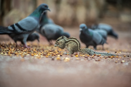 Squirrels and pigeons eat together  in Jaipur, Rajasthan in India