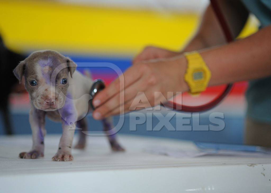 Veterinary surgeon examining small injured puppy with stethoscope