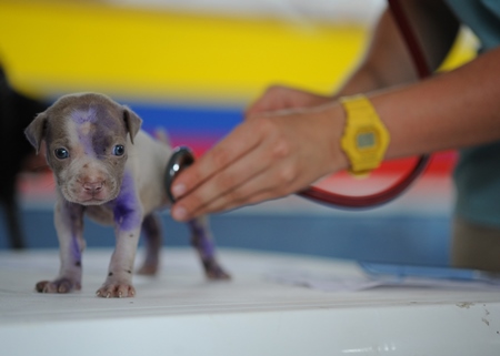 Veterinary surgeon examining small injured puppy with stethoscope