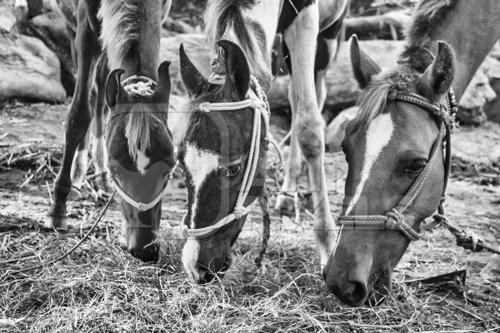 Close up of three horse heads eating straw in black and white at Sonepur horse fair