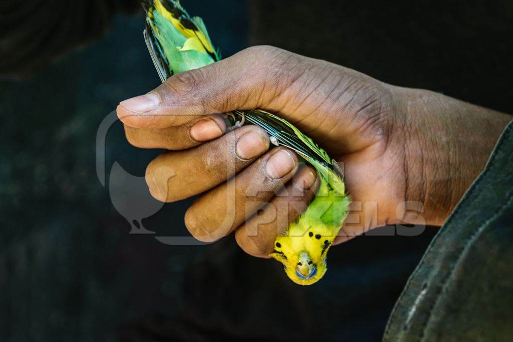 Man holding budgerigar bird upside down  on sale at Crawford pet market