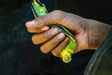 Man holding budgerigar bird upside down  on sale at Crawford pet market