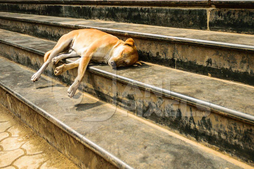 Street dog sleeping on stone steps in urban city