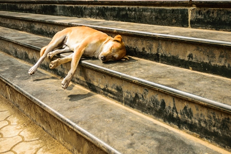 Street dog sleeping on stone steps in urban city